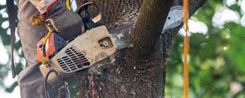 Professional Tree Services in Bristol, TN