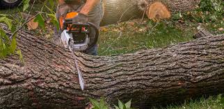 Best Tree Maintenance Programs  in Bristol, TN